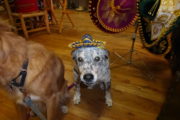 Pet dog Margie wearing a mexican hat sombrero