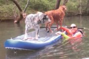 SUP tour with dogs