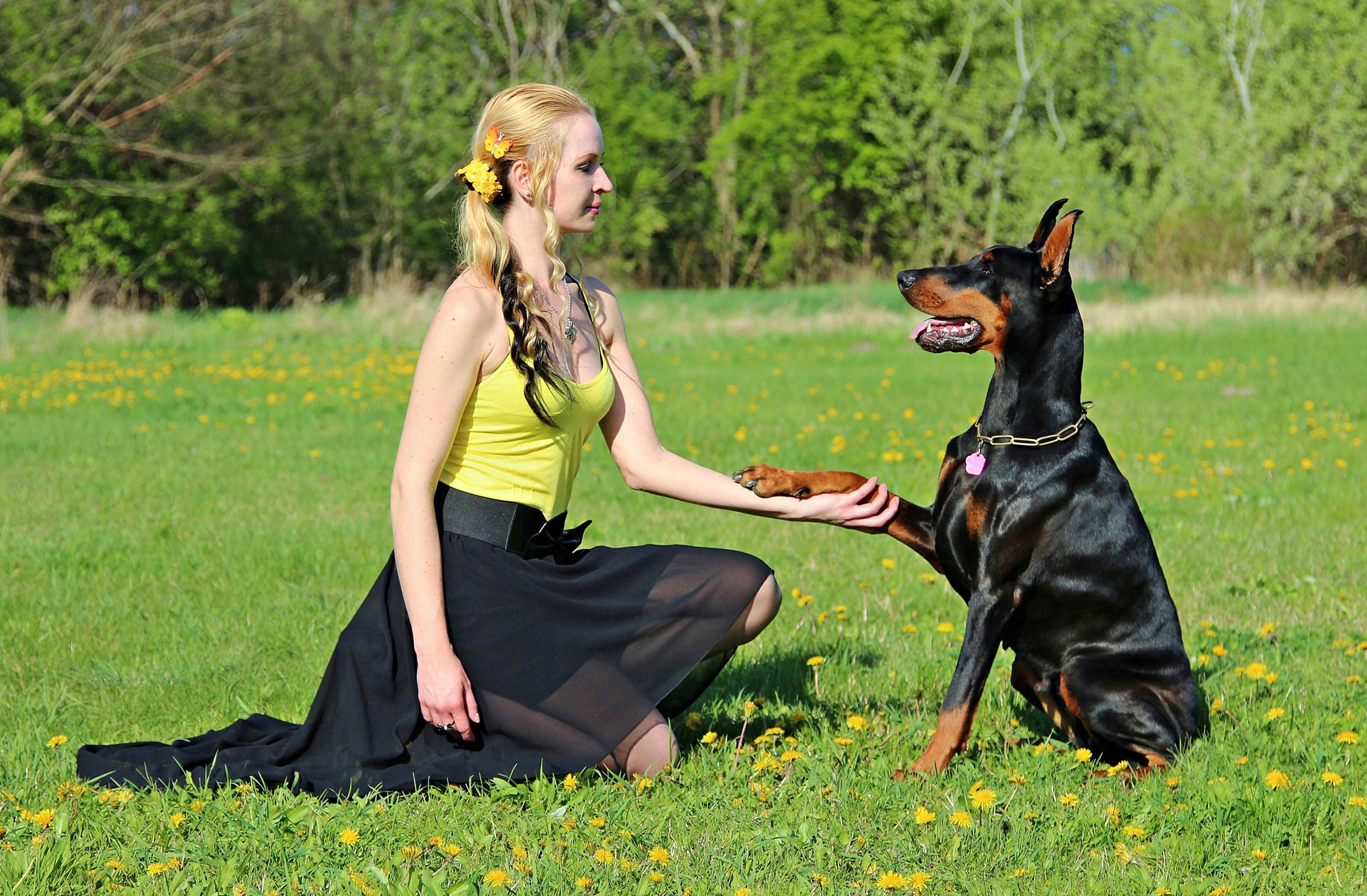Dog trainer performing mental exercises with dog