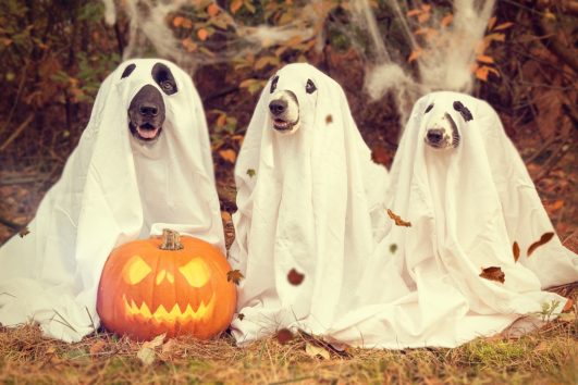 Dog Halloween Event