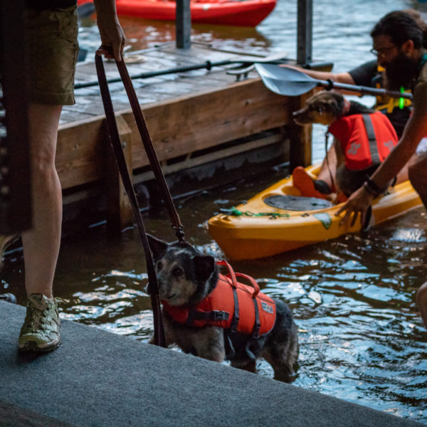 Dogs getting ready to go kayaking